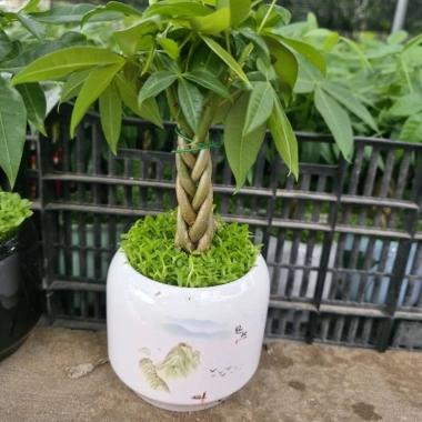 Cây Kim Ngân Xoắn phong thủy để bàn – Tài lộc thịnh vượng, trang trí văn phòng, 120.000₫ 9