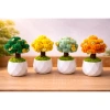Cây Kim Tiền Mini Handmade Kẽm Nhung Chậu Trang Trí Bàn Quà Tặng May Mắn 49.000 VND