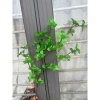 Cây lá giả Cành Thạch Nam 5 nhánh cao cấp trang trí nội thất giảm giá 29.800 VND