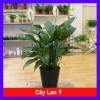 Cây lan ý mini - Cây cảnh dễ trồng, giá ưu đãi 29.000đ, làm xanh không gian