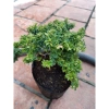 Cây Linh Sam Bonsai - Cây cảnh mini xanh mát, giảm còn 55.000₫, bảo dưỡng dễ dàng 2