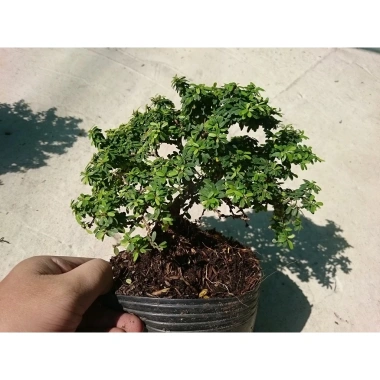 Cây Linh Sam Bonsai - Cây cảnh mini xanh mát, giảm còn 55.000₫, bảo dưỡng dễ dàng 3