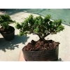 Cây Linh Sam Bonsai - Cây cảnh mini xanh mát, giảm còn 55.000₫, bảo dưỡng dễ dàng 4