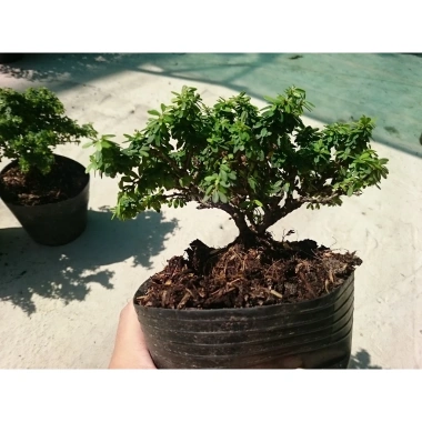 Cây Linh Sam Bonsai - Cây cảnh mini xanh mát, giảm còn 55.000₫, bảo dưỡng dễ dàng 4