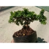 Cây Linh Sam Bonsai - Cây cảnh mini xanh mát, giảm còn 55.000₫, bảo dưỡng dễ dàng 5
