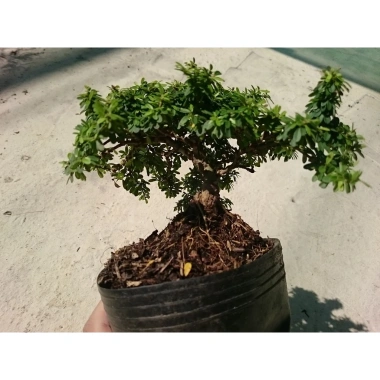 Cây Linh Sam Bonsai - Cây cảnh mini xanh mát, giảm còn 55.000₫, bảo dưỡng dễ dàng 5