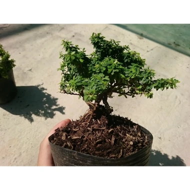Cây Linh Sam Bonsai - Cây cảnh mini xanh mát, giảm còn 55.000₫, bảo dưỡng dễ dàng 6