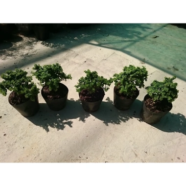 Cây Linh Sam Bonsai - Cây cảnh mini xanh mát, giảm còn 55.000₫, bảo dưỡng dễ dàng 7