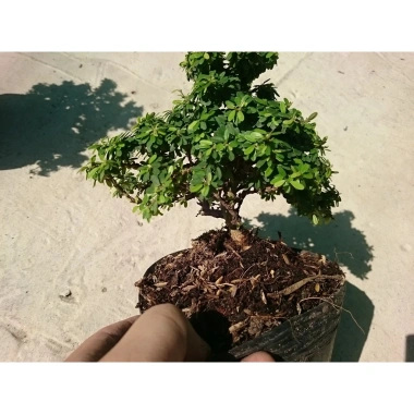 Cây Linh Sam Bonsai - Cây cảnh mini xanh mát, giảm còn 55.000₫, bảo dưỡng dễ dàng 8
