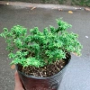 Cây Linh Sam Bonsai - Cây cảnh mini xanh mát, giảm còn 55.000₫, bảo dưỡng dễ dàng 9