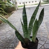Cây Lưỡi Hổ Xanh Viền Vàng - Cây Cảnh Lọc Không Khí Giá Chỉ 12.000 VND 3