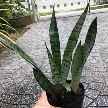 Cây Lưỡi Hổ Xanh Viền Vàng - Cây Cảnh Lọc Không Khí Giá Chỉ 12.000 VND