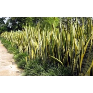 Cây Lưỡi Hổ Xanh Viền Vàng - Cây Cảnh Lọc Không Khí Giá Chỉ 12.000 VND 4 Cây Lưỡi Hổ Xanh Viền Vàng - Cây Cảnh Lọc Không Khí Giá Chỉ 12.000 VND 4