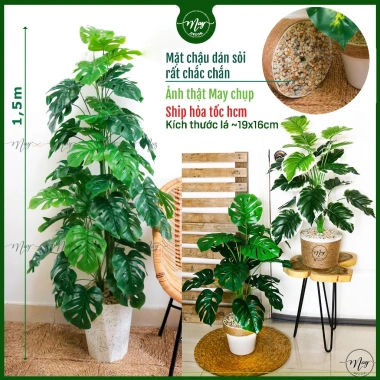 Cây môn trầu bà giả cao cấp - Trang trí nhà cửa, giảm còn 115.000 VND