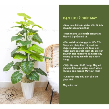 Cây môn trầu bà giả cao cấp - Trang trí nhà cửa, giảm còn 115.000 VND