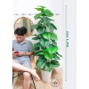 Cây môn trầu bà giả cao cấp - Trang trí nhà cửa, giảm còn 115.000 VND 5