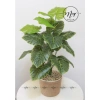 Cây môn trầu bà giả cao cấp - Trang trí nhà cửa, giảm còn 115.000 VND 7