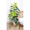 Cây môn trầu bà giả cao cấp - Trang trí nhà cửa, giảm còn 115.000 VND 9
