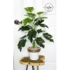 Cây môn trầu bà giả cao cấp - Trang trí nhà cửa, giảm còn 115.000 VND 10