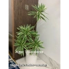 Cây nam thiên trúc cao cấp 1m65 - Cây giả cao su, decor nội thất, giảm giá 22 phần trăm 4