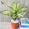 Cây Ngọc Ngân - Cây Cảnh Để Bàn Làm Việc, Trang Trí Nhà, Giá Ưu Đãi 35.000đ