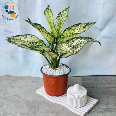 Cây Ngọc Ngân - Cây Cảnh Để Bàn Làm Việc, Trang Trí Nhà, Giá Ưu Đãi 35.000đ 3