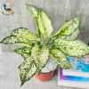 Cây Ngọc Ngân - Cây Cảnh Để Bàn Làm Việc, Trang Trí Nhà, Giá Ưu Đãi 35.000đ 4