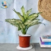 Cây Ngọc Ngân - Cây Cảnh Để Bàn Làm Việc, Trang Trí Nhà, Giá Ưu Đãi 35.000đ 5
