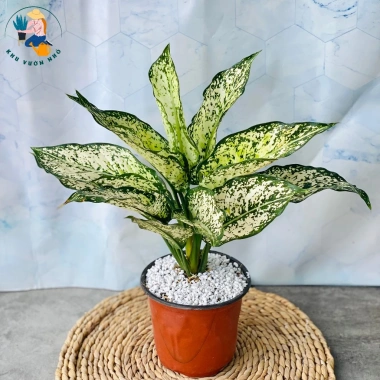 Cây Ngọc Ngân - Cây Cảnh Để Bàn Làm Việc, Trang Trí Nhà, Giá Ưu Đãi 35.000đ 6