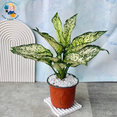 Cây Ngọc Ngân - Cây Cảnh Để Bàn Làm Việc, Trang Trí Nhà, Giá Ưu Đãi 35.000đ 7