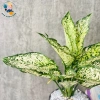 Cây Ngọc Ngân - Cây Cảnh Để Bàn Làm Việc, Trang Trí Nhà, Giá Ưu Đãi 35.000đ 8