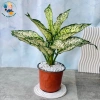 Cây Ngọc Ngân - Cây Cảnh Để Bàn Làm Việc, Trang Trí Nhà, Giá Ưu Đãi 35.000đ 9