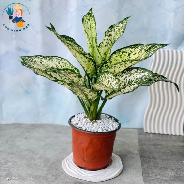 Cây Ngọc Ngân - Cây Cảnh Để Bàn Làm Việc, Trang Trí Nhà, Giá Ưu Đãi 35.000đ 9
