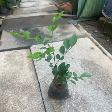 Cây Nguyệt Quế Trồng Bầu Nhỏ Thân Cao Nhiều Ngọn - Dễ Chăm Sóc, Giá ưu đãi 11.999đ 2 Cây Nguyệt Quế Trồng Bầu Nhỏ Thân Cao Nhiều Ngọn - Dễ Chăm Sóc, Giá ưu đãi 11.999đ 2