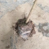 Cây Nguyệt Quế Trồng Bầu Nhỏ Thân Cao Nhiều Ngọn - Dễ Chăm Sóc, Giá ưu đãi 11.999đ 4