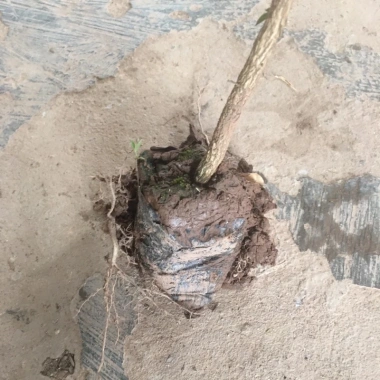 Cây Nguyệt Quế Trồng Bầu Nhỏ Thân Cao Nhiều Ngọn - Dễ Chăm Sóc, Giá ưu đãi 11.999đ 4 Cây Nguyệt Quế Trồng Bầu Nhỏ Thân Cao Nhiều Ngọn - Dễ Chăm Sóc, Giá ưu đãi 11.999đ 4
