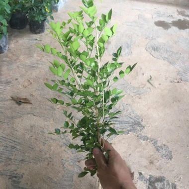 Cây Nguyệt Quế Trồng Bầu Nhỏ Thân Cao Nhiều Ngọn - Dễ Chăm Sóc, Giá ưu đãi 11.999đ 5 Cây Nguyệt Quế Trồng Bầu Nhỏ Thân Cao Nhiều Ngọn - Dễ Chăm Sóc, Giá ưu đãi 11.999đ 5