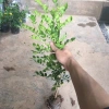 Cây Nguyệt Quế Trồng Bầu Nhỏ Thân Cao Nhiều Ngọn - Dễ Chăm Sóc, Giá ưu đãi 11.999đ 6