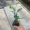 Cây Nguyệt Quế Trồng Bầu Nhỏ Thân Cao Nhiều Ngọn - Dễ Chăm Sóc, Giá ưu đãi 11.999đ 8