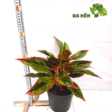 Cây Phú Quý Đỏ Nhiều Thân - Cây Cảnh Văn Phòng, Trang Trí Vườn Giá Ưu Đãi 58.800₫