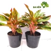Cây Phú Quý Đỏ Nhiều Thân - Cây Cảnh Văn Phòng, Trang Trí Vườn Giá Ưu Đãi 58.800₫ 3