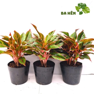 Cây Phú Quý Đỏ Nhiều Thân - Cây Cảnh Văn Phòng, Trang Trí Vườn Giá Ưu Đãi 58.800₫