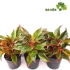 Cây Phú Quý Đỏ Nhiều Thân - Cây Cảnh Văn Phòng, Trang Trí Vườn Giá Ưu Đãi 58.800₫ 5