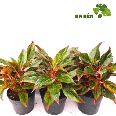 Cây Phú Quý Đỏ Nhiều Thân - Cây Cảnh Văn Phòng, Trang Trí Vườn Giá Ưu Đãi 58.800₫