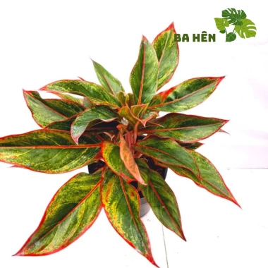 Cây Phú Quý Đỏ Nhiều Thân - Cây Cảnh Văn Phòng, Trang Trí Vườn Giá Ưu Đãi 58.800₫