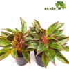 Cây Phú Quý Đỏ Nhiều Thân - Cây Cảnh Văn Phòng, Trang Trí Vườn Giá Ưu Đãi 58.800₫ 7