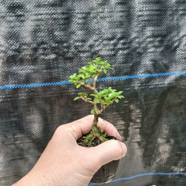 Cây Sam Hương Indo Siêu Mini – Hương Thơm Tự Nhiên, Trang Trí Không Gian, Giá 59.000₫