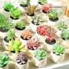 Cây sen đá giả mini trong chậu sứ, sỏi thật - Trang trí decor bền đẹp, giá 47.000₫