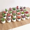 Cây sen đá giả mini trong chậu sứ, sỏi thật - Trang trí decor bền đẹp, giá 47.000₫ 2