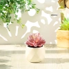 Cây sen đá giả mini trong chậu sứ, sỏi thật - Trang trí decor bền đẹp, giá 47.000₫ 9